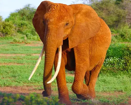 Luxury Tarangire Safari - Elephant Paradise Experience