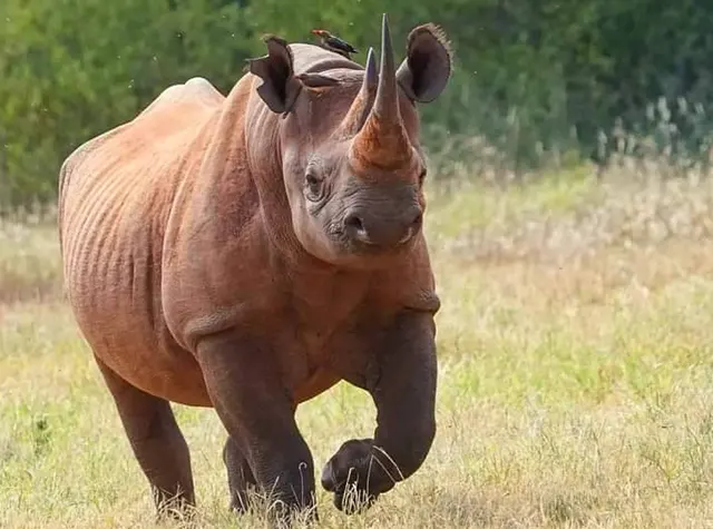 Mkomazi day trip safari Tanzania