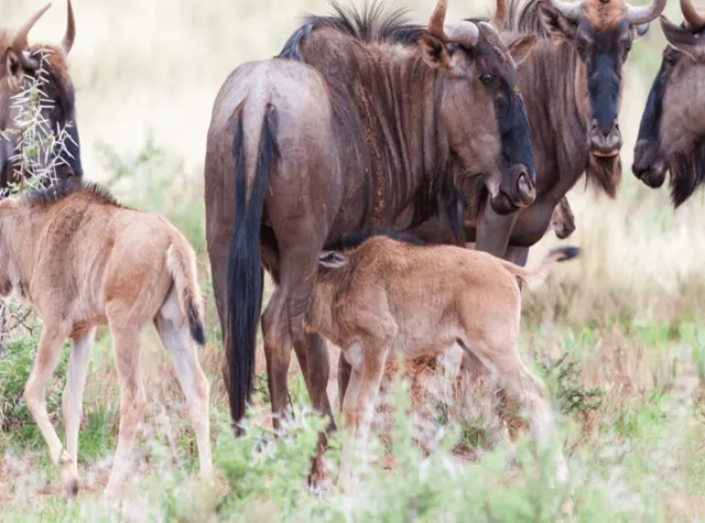 ngorongoro crater day trip safari Tanzania