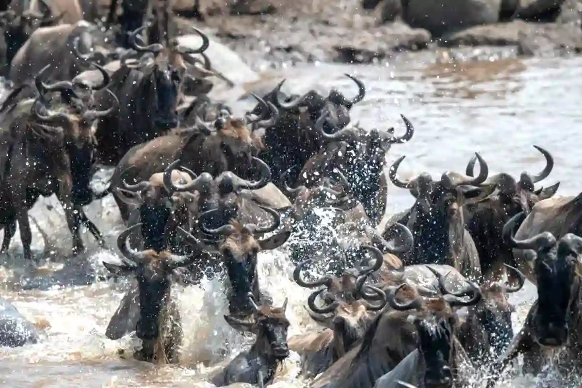Safari Low Cost Migration