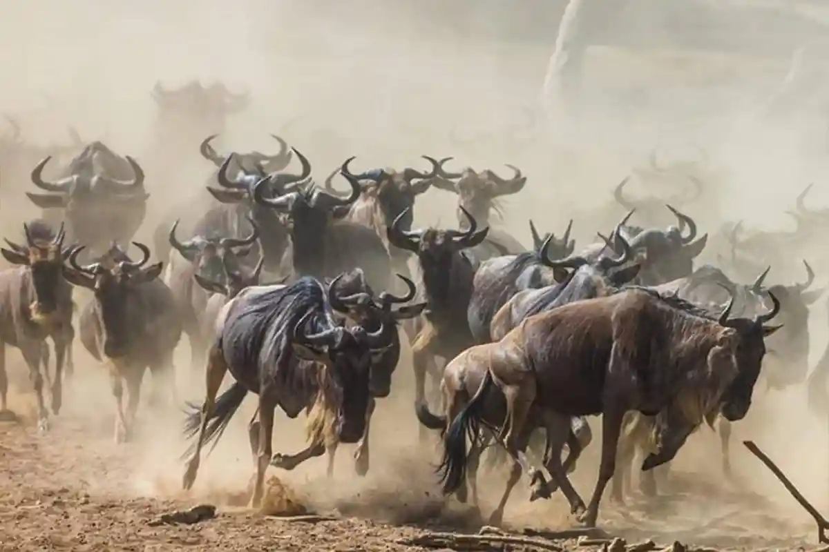 Safari Low Cost Migrazione Gnu