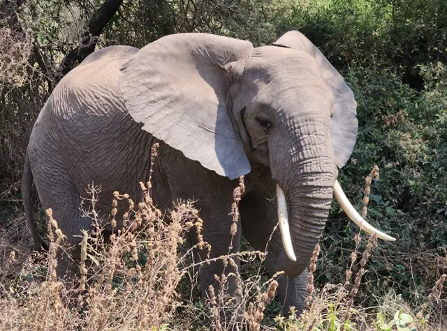 Tarangire day trip safari Tanzania