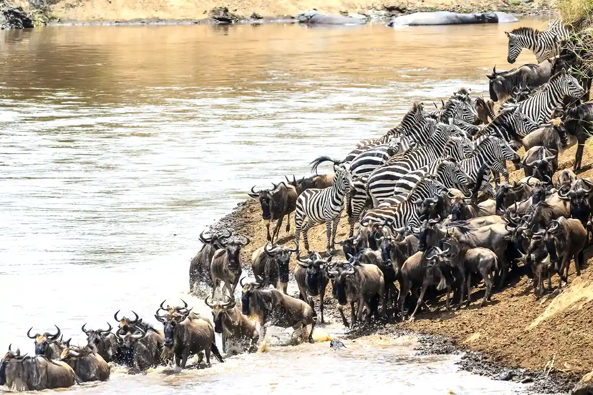 Témoignez la Grande Migration des Gnous dans le Serengeti - Troupeaux de gnous dans les plaines