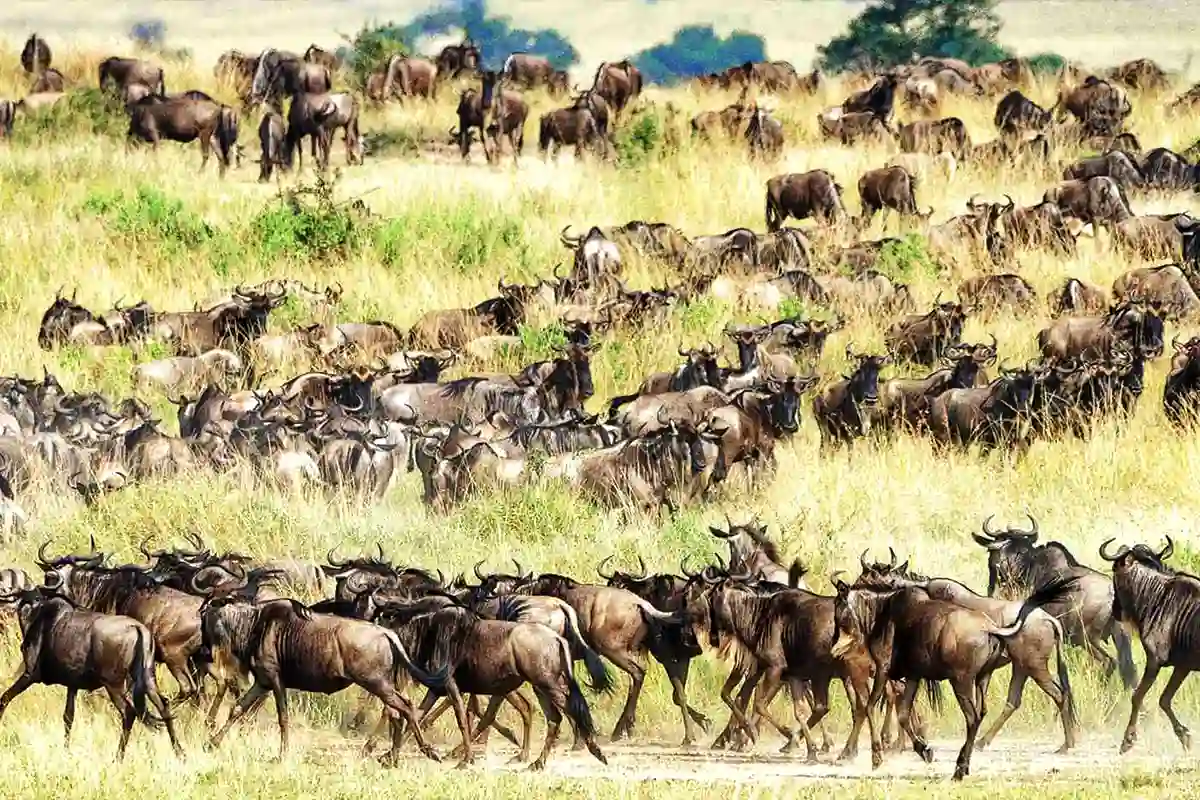 Testimonia la Grande Migrazione degli Gnu nel Serengeti - Mandrie di gnu nelle pianure