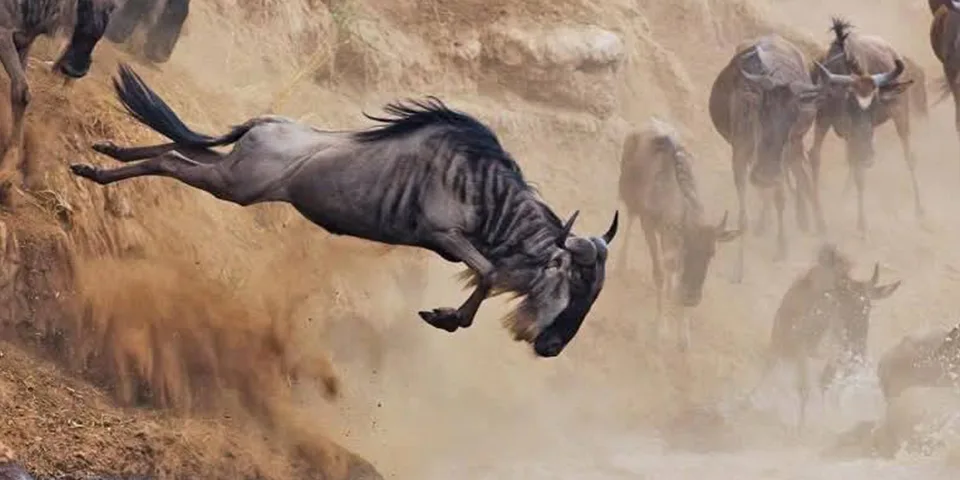Budget Safari ab Arusha