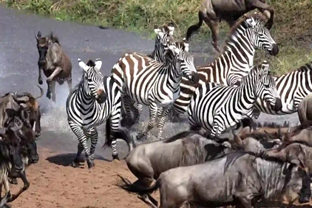 Witness Great Wildebeest Migration Serengeti - Wildebeest herds crossing plains