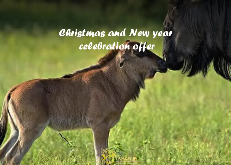 14 Days Luxury Honeymoon Safari – Tanzania & Zanzibar