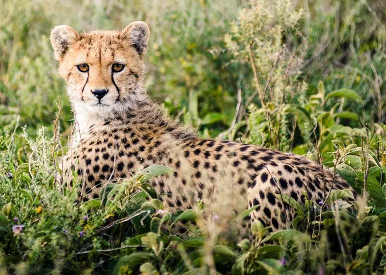 2 Day Safari from Zanzibar
