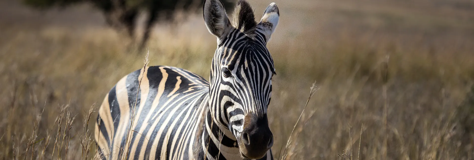 Luxury Safari Experience