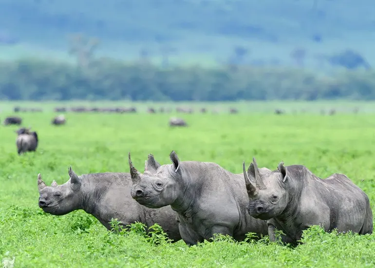 2 giorni Tarangire e Ngorongoro Safari - viaggio di gruppo Tanzania