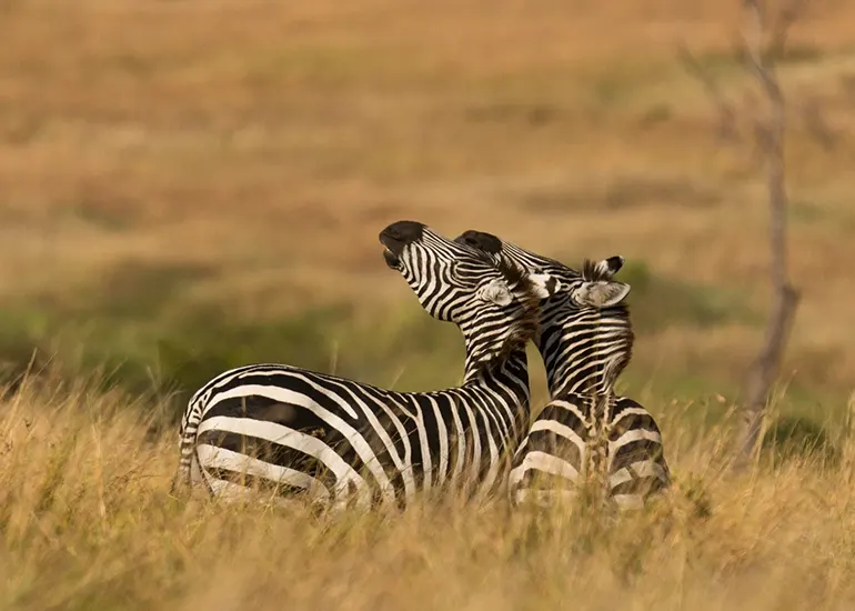 3 Days Private Safari to Tarangire and Serengeti 3 Days Private Safari to Tarangire and Serengeti
