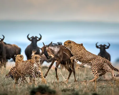 3 Days Private Safari to Tarangire and Serengeti 3 Days Private Safari to Tarangire and Serengeti