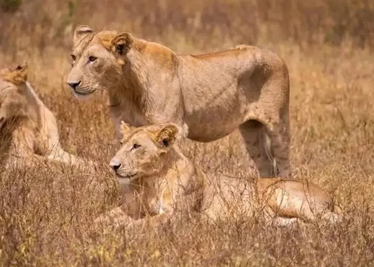 Serengeti National Park Serengeti National Park