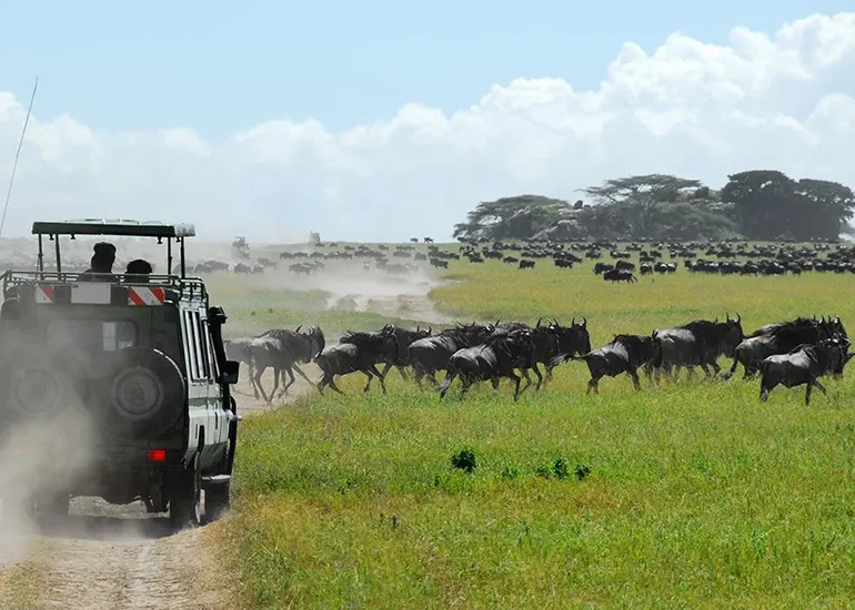 Serengeti Wildlife Serengeti Wildlife