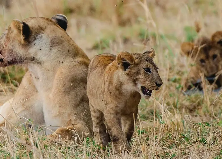 3 Days Mid-Range Tanzania Safari Adventure 3 Days Mid-Range Tanzania Safari Adventure