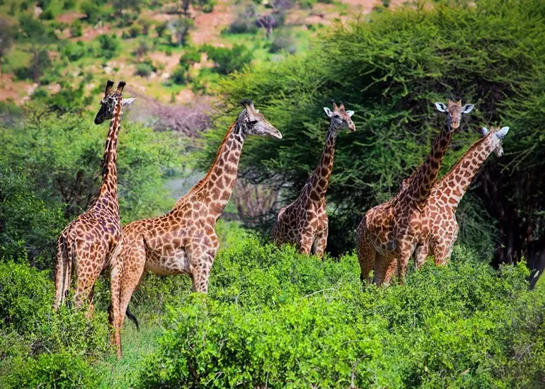 3 giorni Pacchetto Safari in Mongolfiera Luna di Miele - viaggi di gruppo Tanzania
