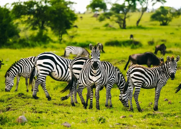 4 Days Tanzania Luxury Safari
