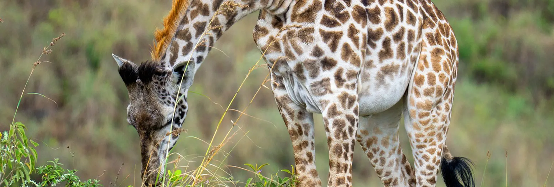 4 days Safari Experience