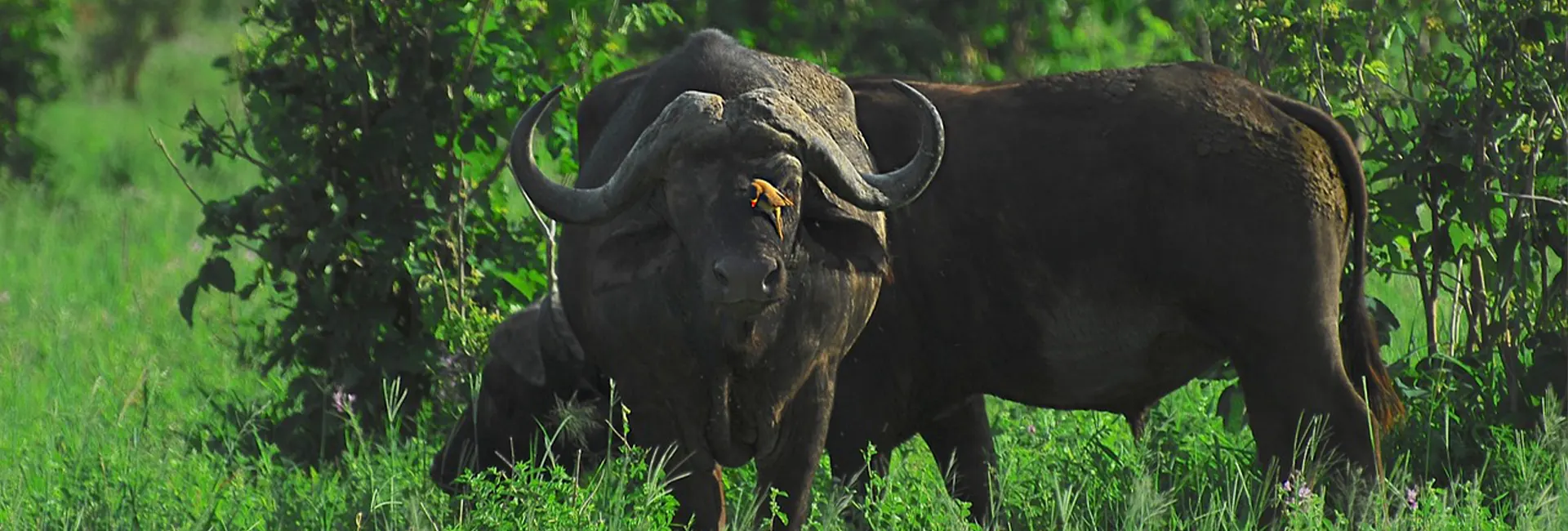 5 days Safari Experience