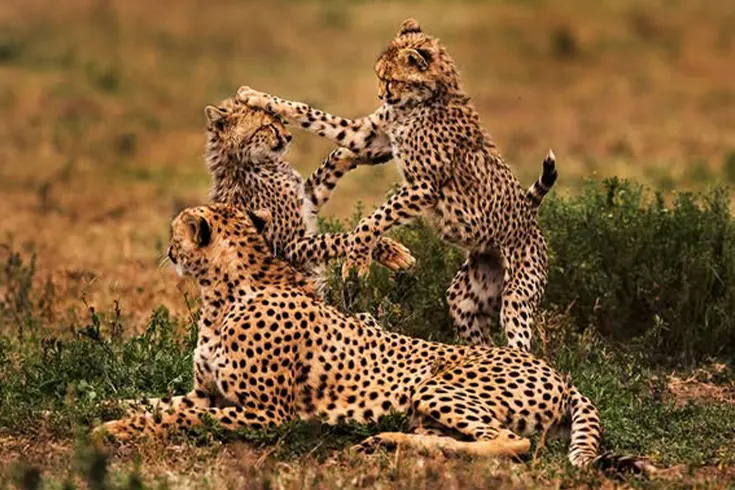 Full day Serengeti luxury safari