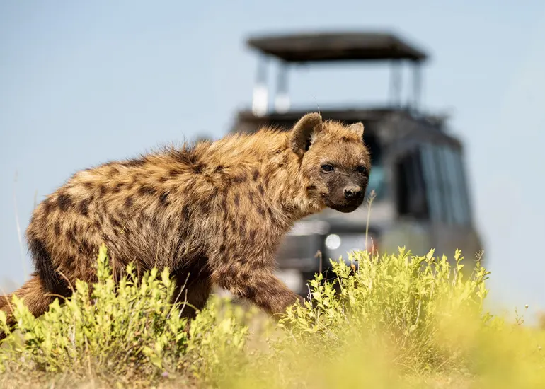 5 Days Mid-Range Tanzania Safari Experience