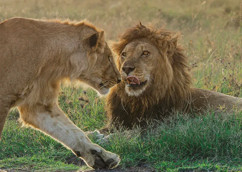 5 giorni Tarangire, Serengeti, Ngorongoro e Manyara Safari - viaggi di gruppo Tanzania