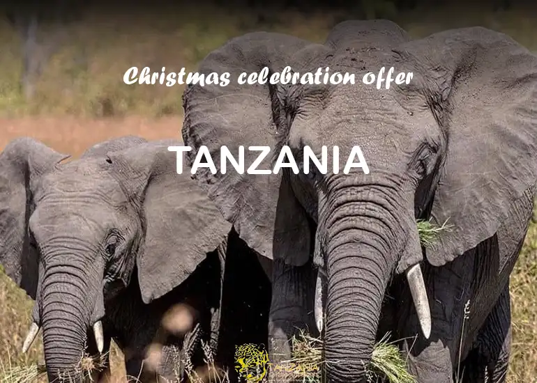 6 Days Christmas Family Safari Tour