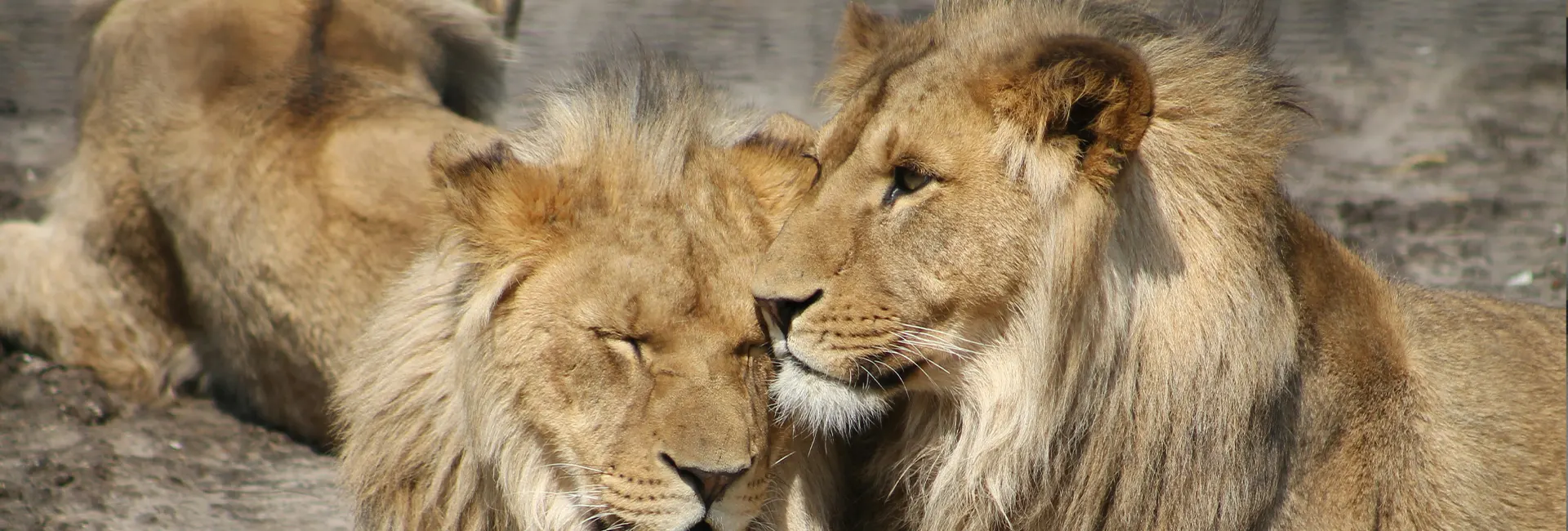 6 days Safari Experience
