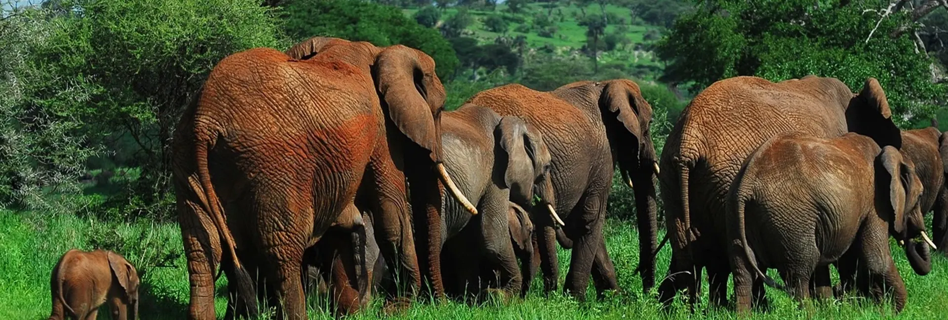 7 days Safari Experience