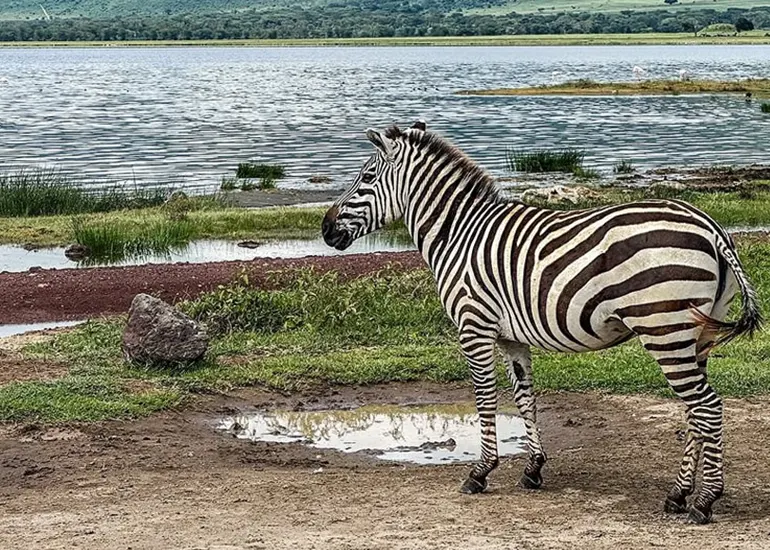 7 Days Mid-Range Tanzania Wildlife Safari