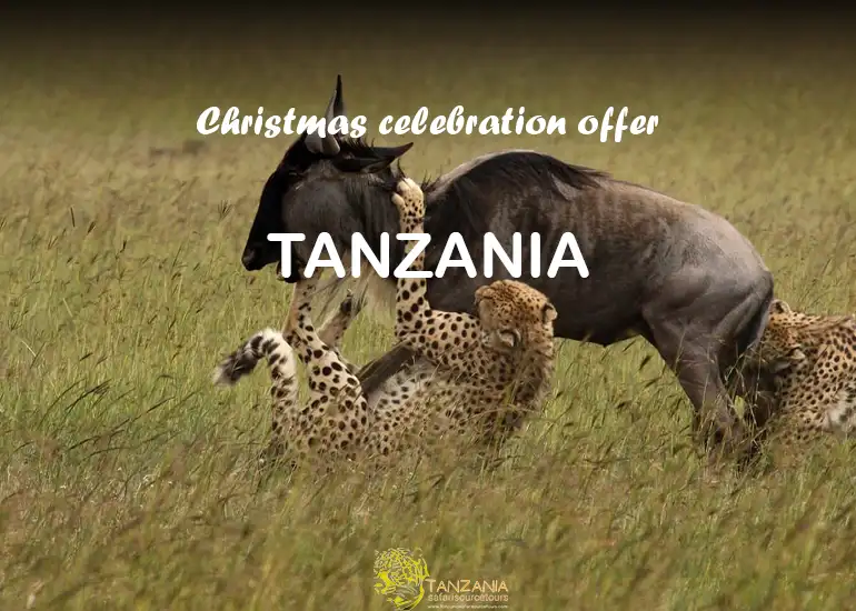 Tanzania safari package - 8 Days Christmas Safari in Tanzania