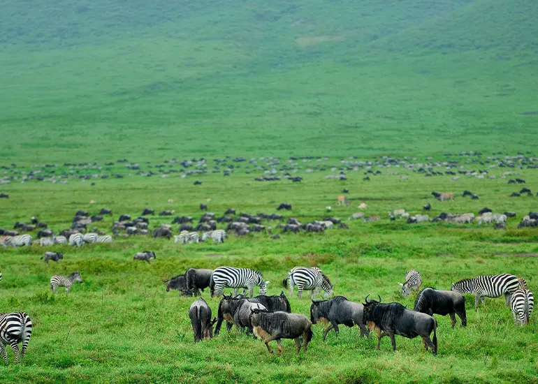 Ngorongoro Crater Gita di un Giorno Safari - viaggio di gruppo Tanzania