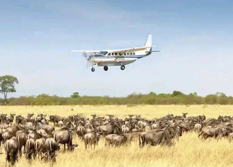 Wildebeest crossing river during Great Migration Great Migration Serengeti wildebeest crossing