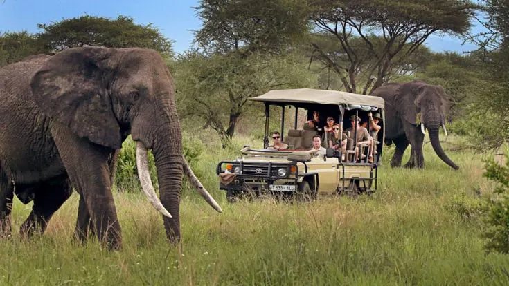 Budget Safari Experience