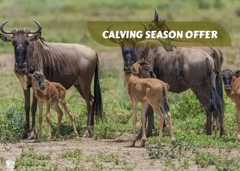 Ndutu Calving Season Safari (December to April) - Ndutu Migration Safari