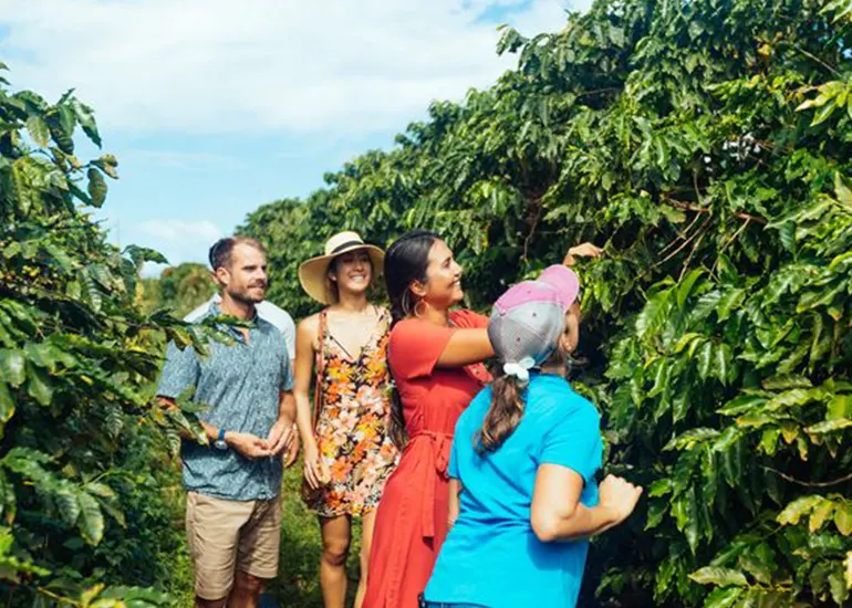Coffee plantation tour in Arusha