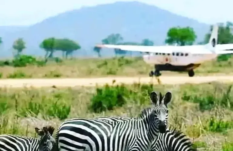 Experiencia de Safari Fly-In en Tanzania