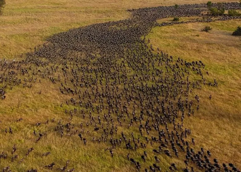 Wildebeest crossing river during Great Migration Great Migration Serengeti wildebeest crossing