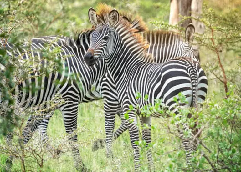 joining safari from arusha joining safari from arusha