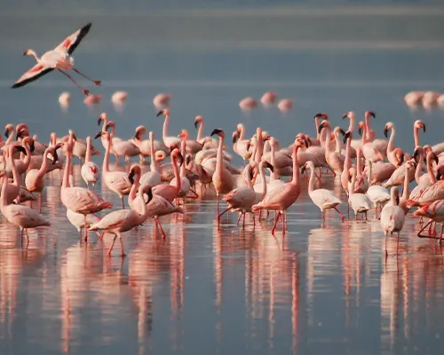 Private Lake Manyara Safari