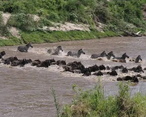 Mara River crossings