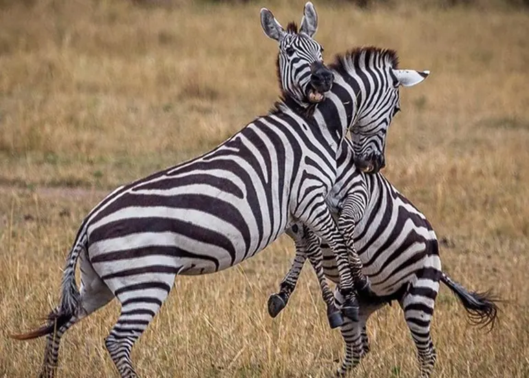 Comfortable mid-range safari accommodation mid-range safari lodge in Tanzania