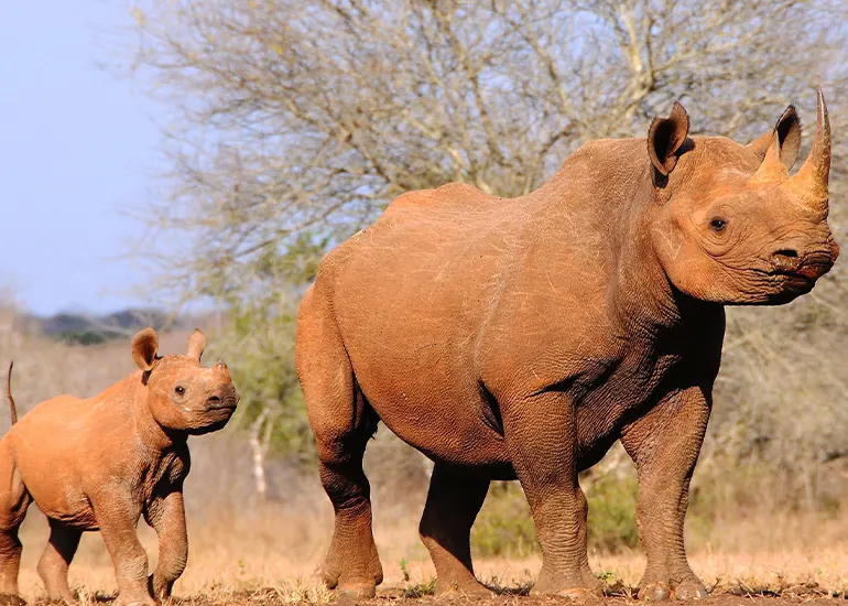Mkomazi National Park