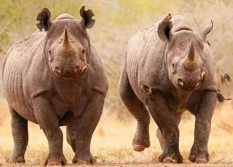 Mkomazi rhino tracking Black rhino in Mkomazi National Park