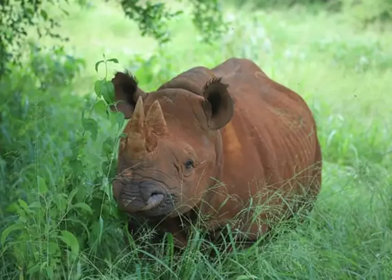 Mkomazi National Park Day Trip