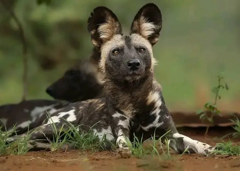 African Wild Dogs in Mkomazi
