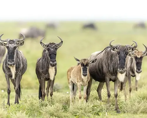 Ndutu calving grounds
