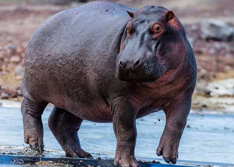 Ngorongoro Crater