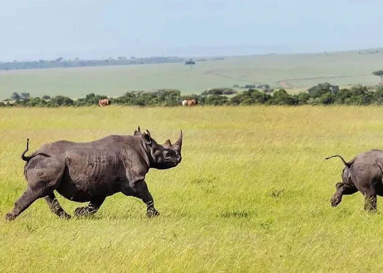 4 Days Serengeti & Ngorongoro crater 4 Days Serengeti & Ngorongoro crater