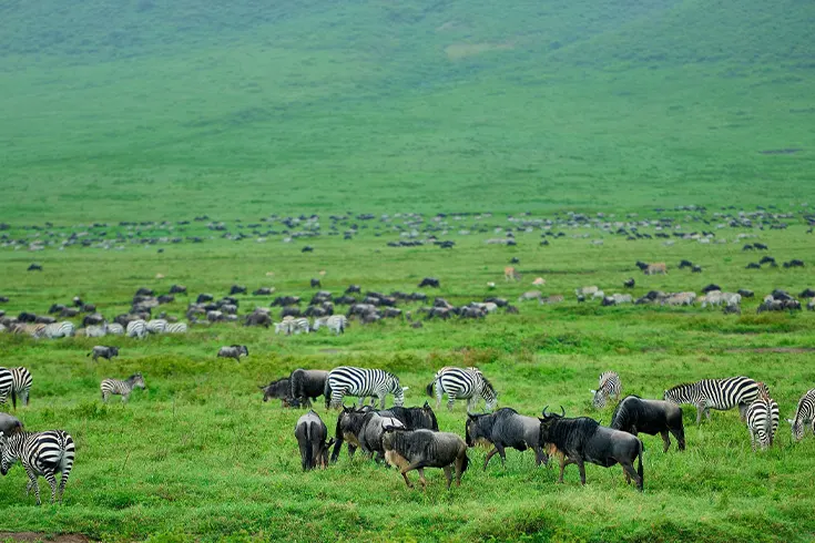 Safari di lusso Ngorongoro